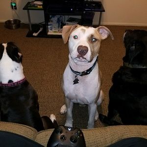 Meet your Posher, Giovanni